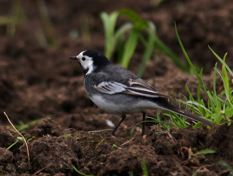poco riguroso asunto golondrina poco riguroso asunto golondrina